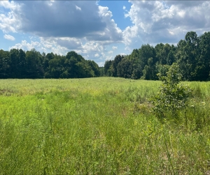 Image green field with a tree line in the background Salem Cemetery Battlefield in Jackson, TN
