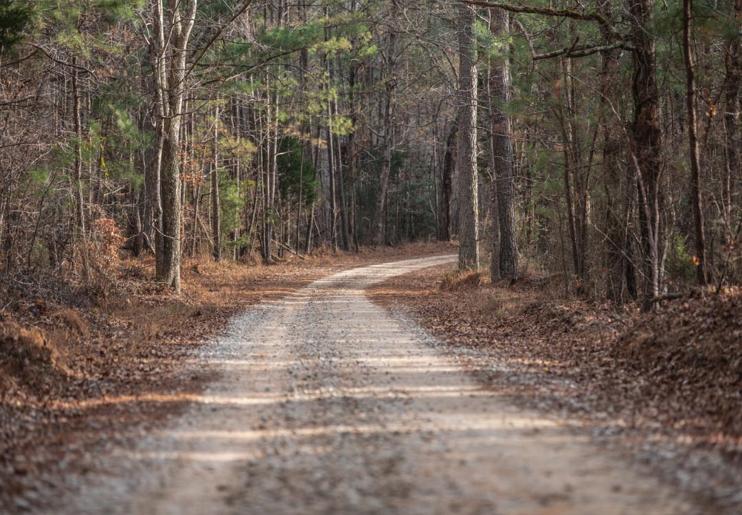 Forestry Road Forestry