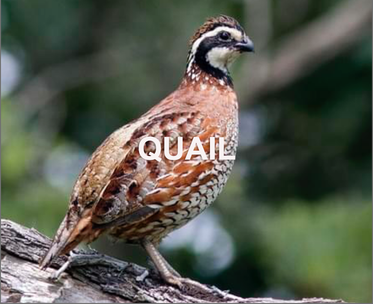 Hunting quail at Natchez Trace Hunting quail at Natchez Trace