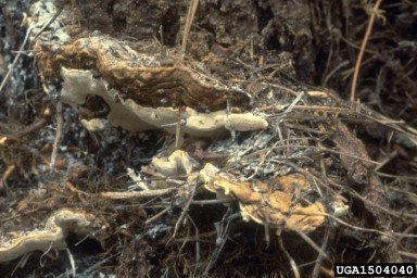 Annosum root disease - Heterobasidion annosum Close-up of shelf-like fungi associated with Annosum root rot, growing on decaying wood or tree roots in a forest setting. The fungi have light-colored undersides ranging from off-white to cream, with darker, ridged upper surfaces in shades of brown and rusty orange.