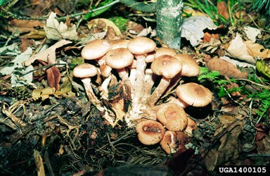 A dense cluster of Armillaria fungi, commonly known as honey mushrooms, growing around a decaying tree stump on the forest floor.