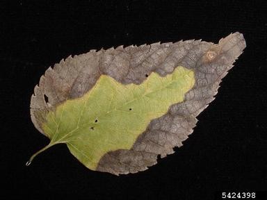 Close-up of a single leaf affected by bacterial leaf scorch, displayed against a solid black background. The leaf has an ovate shape with serrated edges and shows a central band of green tissue, surrounded by irregular brown-gray areas.
