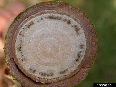 Dutch elm disease - DED Close-up of a circular cross-section of a plant stem, showing symptoms of Dutch Elm Disease. The outer layer is a thin, reddish-purple rind, followed by a wider brownish-purple band with subtle growth rings.