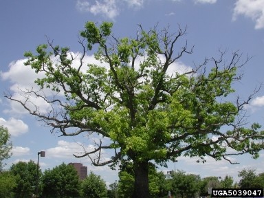 Oak Decline