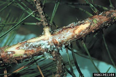 Pitch Canker - Fusarium subglutinans Close-up of a pine tree branch with significant damage, showing areas of missing bark and exposed wood in shades of yellow-tan, reddish-brown, and black, indicating decay or injury.