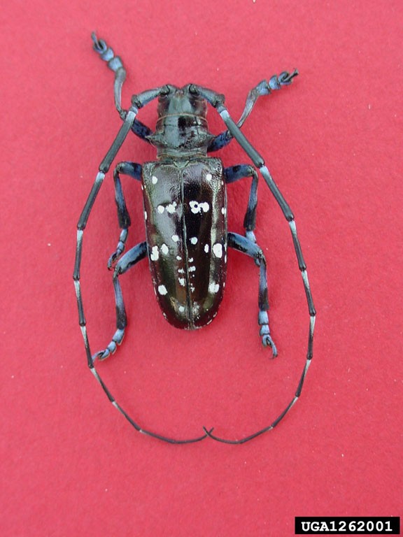 1262001-PPT A close-up of an Asian longhorned beetle with a glossy black body, white spots, and long, banded antennae, positioned on a red background.