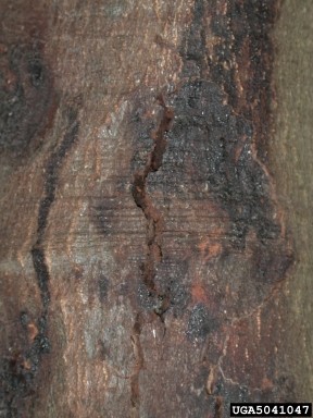 Close-up of tree bark showing symptoms of Sudden Oak Death. The bark features a prominent vertical crack running through the center, with a large, irregular darkened area to the right, appearing almost black and textured. Horizontal ridges and lighter brown bark with reddish undertones are visible on the left. The rough, uneven surface and discoloration suggest damage or disease.