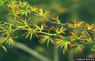 3040065 Air Pollutants A close-up of a plant branch with green needle-like leaves and orange tips, symbolizing the effects of air pollutants.