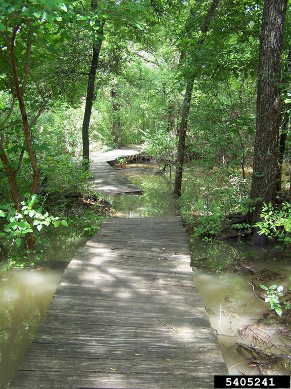 A wooden trail winds through a lush, green forest, partially submerged in shallow, murky floodwater, with trees and foliage lining the path.
