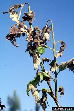 frost and winter injury - Tissue burned by late frost Close-up of a severely damaged plant with dark brown, shriveled, and necrotic leaves hanging limply from thin, woody stems.