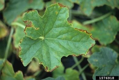 Marginal nerosis and chlorosis Close-up of a green plant leaf showing signs of herbicide damage. The leaf has an irregular shape with prominent veins and exhibits extensive browning and necrosis along its edges.