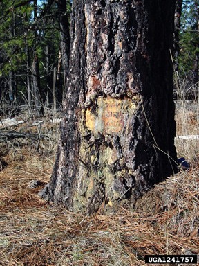Mechanical Damage on Tree
