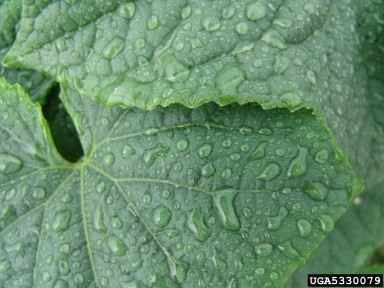 leaf wetness after summer rain Close-up of two green leaves covered in numerous clear water droplets. The foreground leaf, sharply in focus, displays a textured surface with prominent veins and glistening droplets of varying sizes.