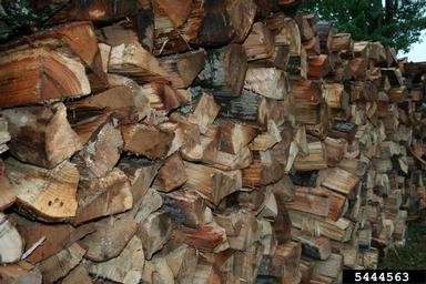 5444563-Firewood Large, neatly stacked pile of split firewood arranged in an interlocking pattern, showcasing varied natural wood tones from light tan to dark brown.