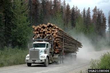 2108066-Logging Truck Logging truck carrying a large load of neatly stacked, debarked timber logs travels along a dusty, unpaved road through a conifer forest.