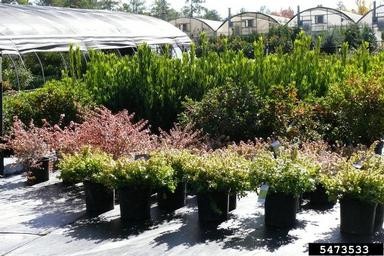 5473533-Nursery Stock.jpg Rows of potted plants with green and pink foliage arranged neatly in a nursery, with a greenhouse structure and larger shrubs visible in the background.
