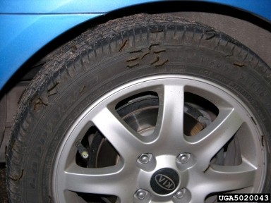 5020043-Spongy Moth Larvae on Tire.jpg