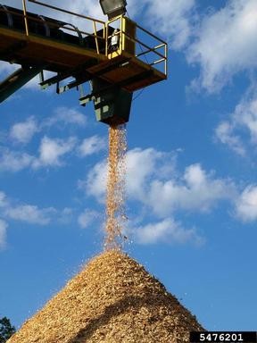 5476201-Wood Chips and Mulch.jpg Industrial conveyor system depositing wood chips and mulch into a large pile, set against a bright blue sky with scattered clouds.
