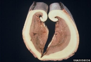 5058036-Woodworking.jpg Close-up of two halves of a split piece of wood, showcasing unique internal features such as concentric growth rings, discoloration, small holes, and irregular patterns.