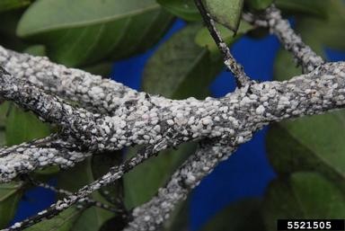 Tree branches with white, rounded clusters of crapemyrtle bark scale, set against green leaves and a blue background.