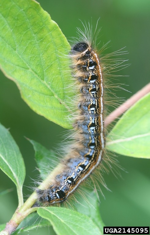 2145095-Eastern Tent Caterpillar Larvae Close-up of a fuzzy caterpillar with black, yellow, and blue patterns perched on a green leaf in a natural setting.