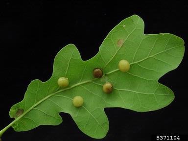 Cynipid gall wasp A green oak leaf with several small, round gall wasp galls in shades of yellow and brown, set against a black background.
