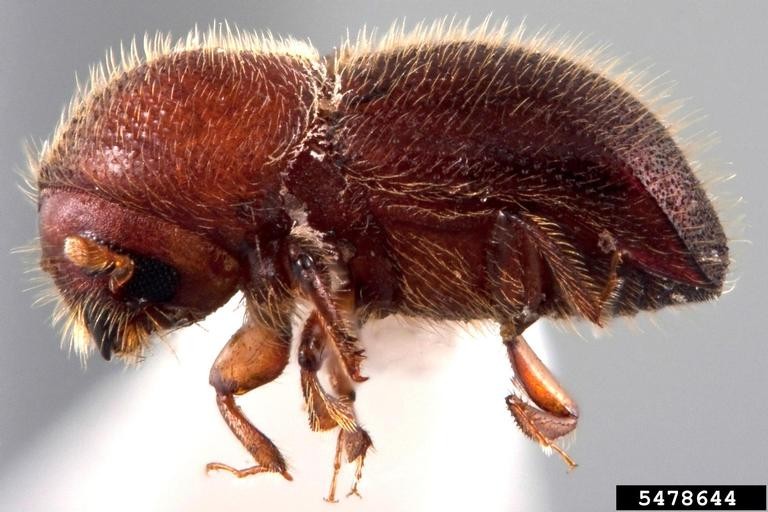 Side-profile macro photograph of a reddish-brown granulate ambrosia beetle with a cylindrical body. The beetle is covered in short, yellowish-white bristles, especially dense on the large, convex pronotum.