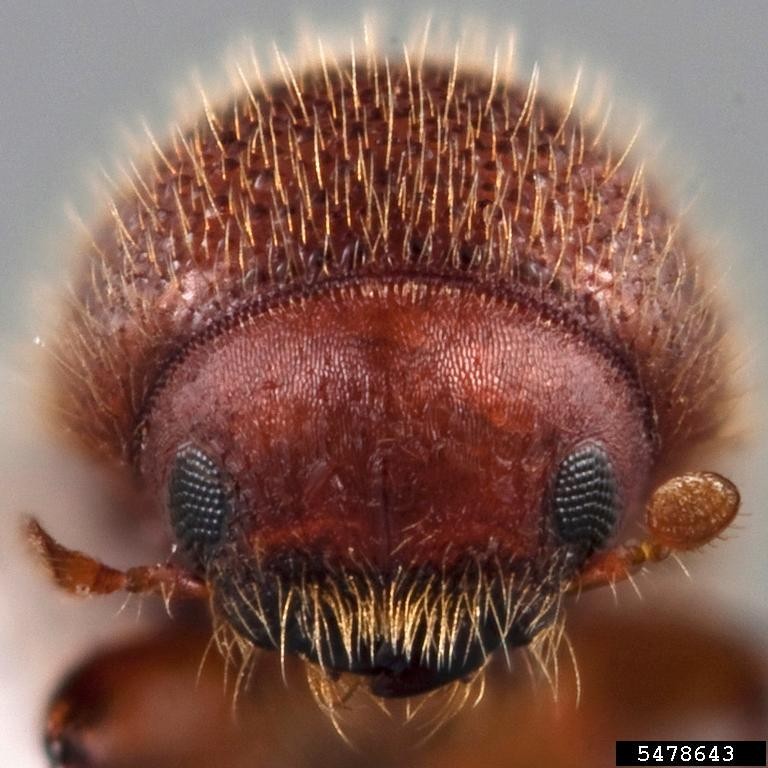 Highly magnified view of the head of a granulate ambrosia beetle. The head is densely covered with golden-brown, erect hairs, with a distinct tuft of yellowish-gold hairs around the mouthparts.