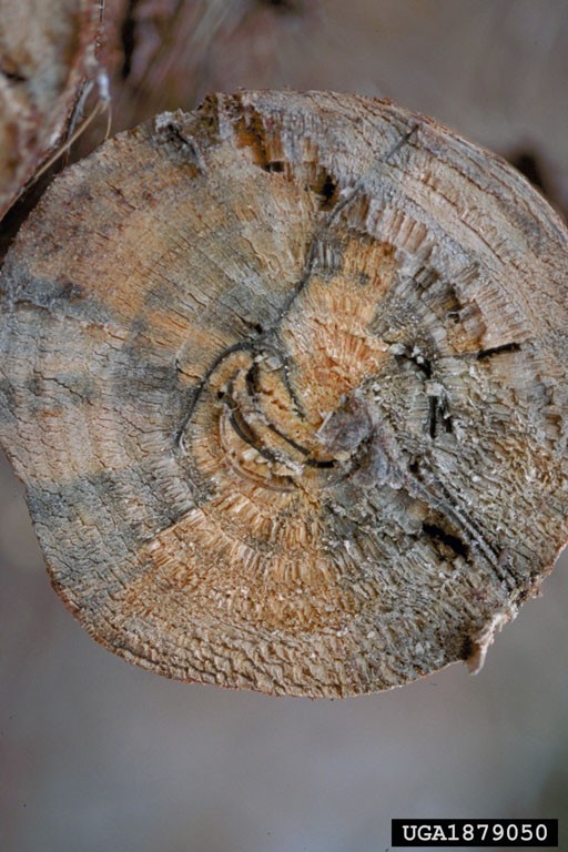 Close-up of a circular cross-section of wood showing damage caused by the granulate ambrosia beetle. The wood features extensive insect galleries—dark, irregular tunnels concentrated in the central and right portions—along with bluish-gray fungal staining indicative of sapstain fungi.