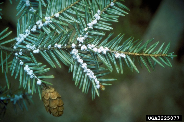 Close-up of an eastern hemlock branch with green needle-like leaves and clusters of white, cottony hemlock woolly adelgid (Adelges tsugae) infestation, highlighting the threat to hemlock tree health in the Eastern United States.
