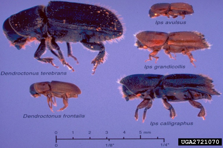 2721070-Bark Beetles Image displaying five species of bark beetles arranged on a light blue background, each labeled with its scientific name: Dendroctonus terebrans, Dendroctonus frontalis, Ips avulsus, Ips grandicollis, and Ips calligraphus. A scale bar at the bottom provides size references in millimeters and inches, highlighting the varying sizes of the beetles, from the largest (Dendroctonus terebrans) to the smallest (Ips avulsus).