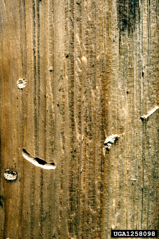 1258098-Sirex woodwasp Tree Damage Close-up of a weathered wooden surface showing signs of insect damage. The wood has vertical grain lines, circular holes, a crescent-shaped burrow, and deposits of light-colored powdery material, likely frass.