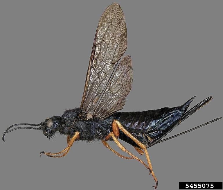 5455075-Sirex woodwasp Side-profile of a female Sirex woodwasp against a plain grey background. The insect has a dark, iridescent blue-black body, translucent smoky wings with intricate venation, bright yellow-orange legs, and a long needle-like ovipositor extending from its abdomen.