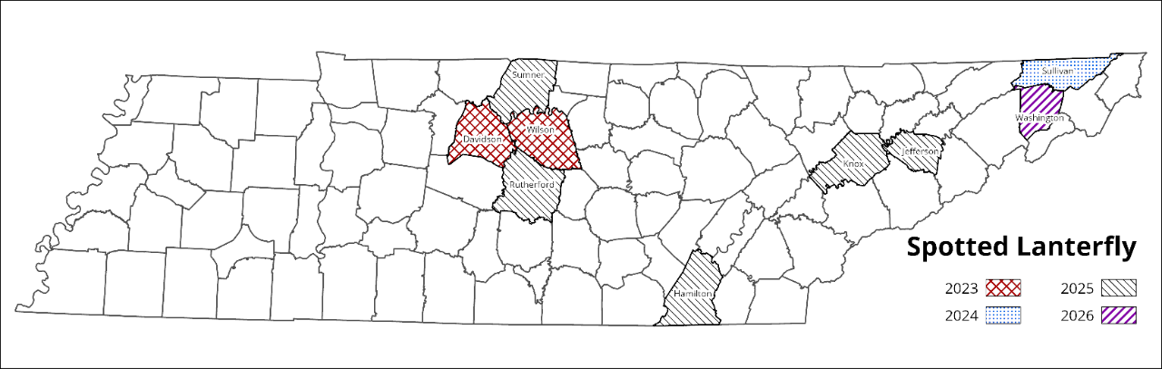 Map of Tennessee showing counties with confirmed spotted lanternfly sightings by year, including Davidson and Wilson counties in 2023, Sullivan County in 2024, Sumner, Rutherford, Hamilton, Knox and Jefferson counties in 2025, and Washington County in 2026.