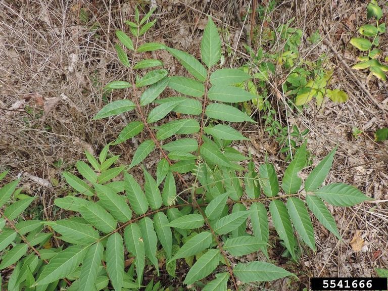5541666-Tree of Heaven A Tree of Heaven plant with green, pinnately compound leaves and a reddish-brown stem, growing amidst dry, brown grasses and scattered green vegetation, set against a natural outdoor background.