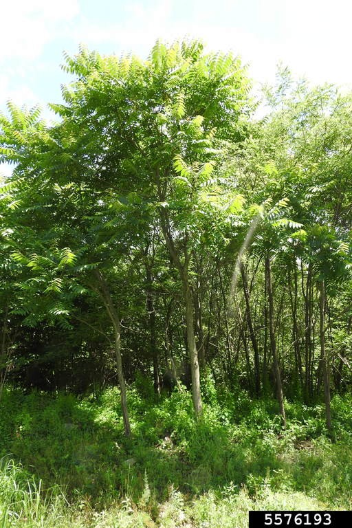 5576193-Tree of Heaven A forest scene featuring tall, slender trees with vibrant green leaves, dense undergrowth, and a mix of light and shadows highlighting the thriving natural environment, suggesting a summer or spring setting.