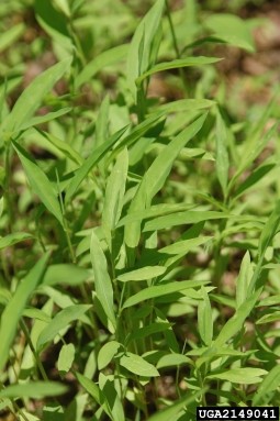 Dense cluster of Japanese stiltgrass with vibrant, elongated, lance-shaped green leaves tapering to pointed tips. The leaves are arranged closely along thin green stems, creating a lush and bushy appearance.