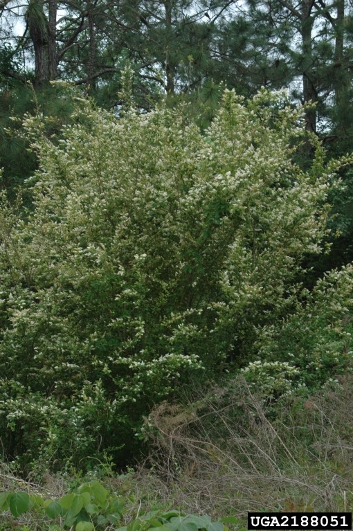 Dense Chinese privet shrub in full bloom, covered with clusters of small white flowers and vibrant green leaves. The plant dominates the mid-ground, set against a backdrop of tall evergreen trees under an overcast sky, with dry, tangled vegetation in the foreground adding texture to the natural scene.