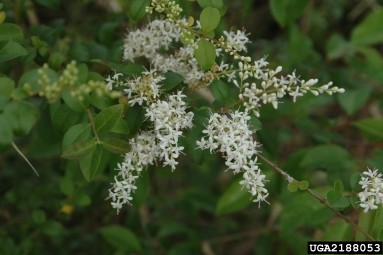 Close-up of a privet plant branch with clusters of small white flowers in elongated panicles, featuring four-petaled blooms with prominent yellow-tipped stamens. The green, oval-shaped leaves with smooth margins contrast against a softly blurred green background, highlighting the plant's delicate details.