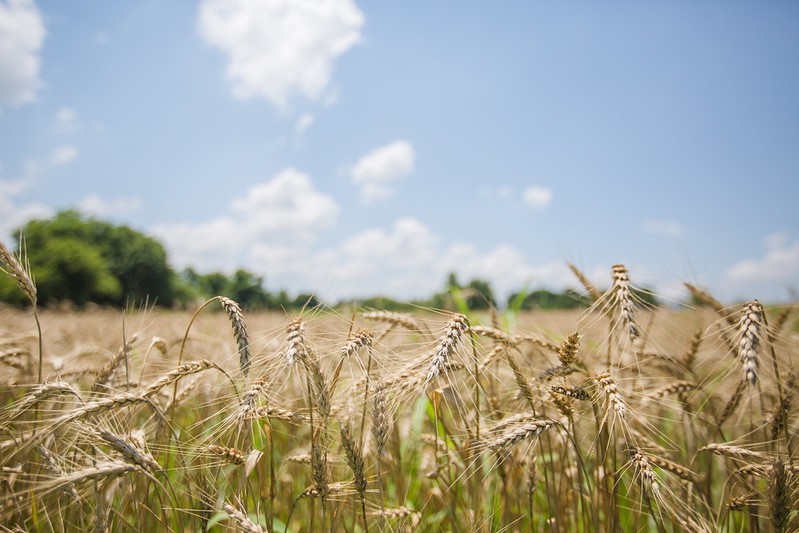 Boyd Property Site Development Grant Mature grain crops grow in a field under a partly cloudy sky.