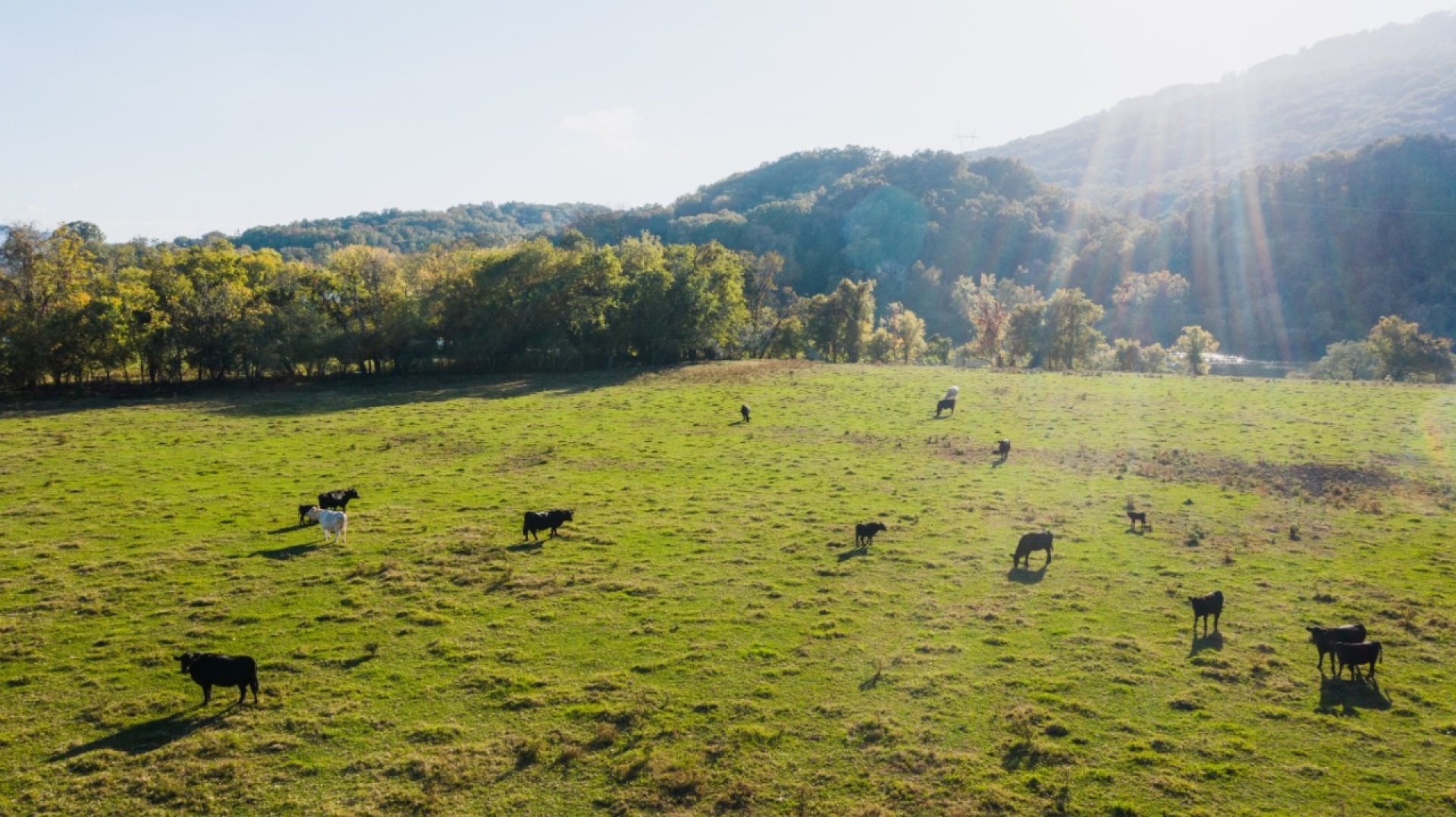 Cattle 3 Cattle graze across a sunlit pasture bordered by trees and rolling hills.