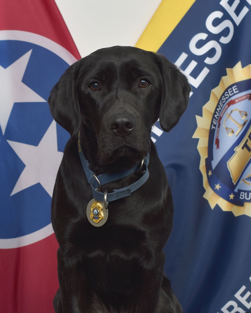 K9 Merry Picture of K9 Merry