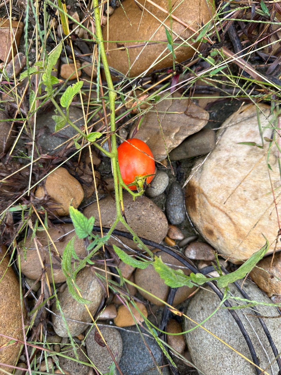 Jackson Island Tomato Jackson Island Tomato