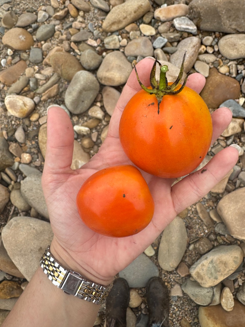 Jackson Island Tomatoes Jackson Island Tomatoes