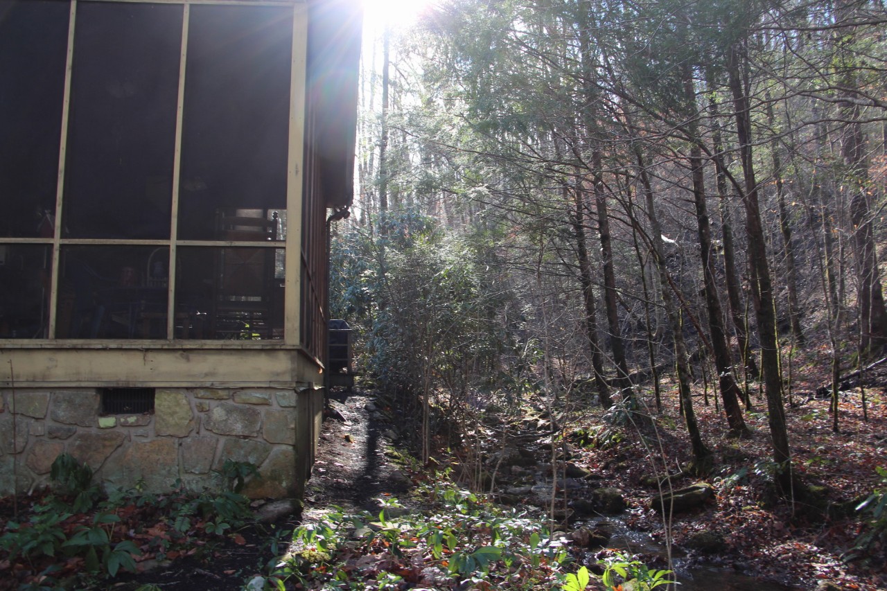 Screened in porch next to a wooded area with tall, thin trees