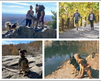 pet friendly travel