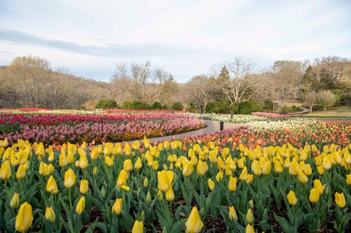 2022 Cheekwood in Bloom 2022 Cheekwood in Bloom