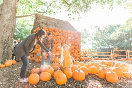 Cheekwood Harvest Fall pumpkin harvest at Cheekwood