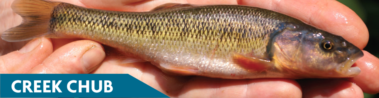 Creek Chub