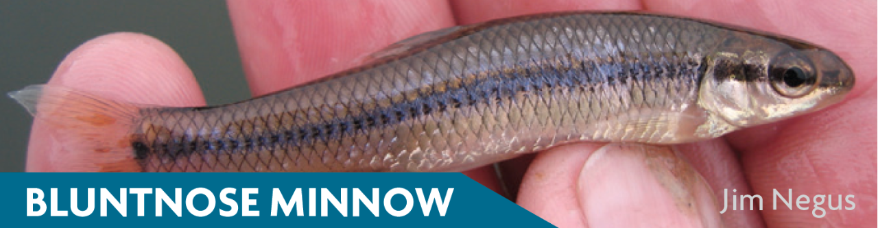 Bluntnose Minnow